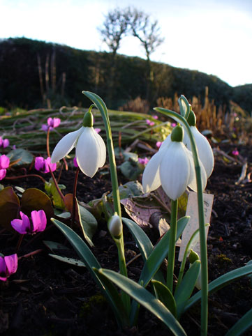 cyclamen and snowdrop