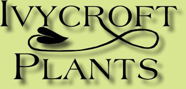  Ivy Croft logo